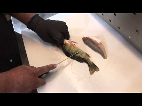How to Fillet a Fish (By Ultimate Fishing Gear)